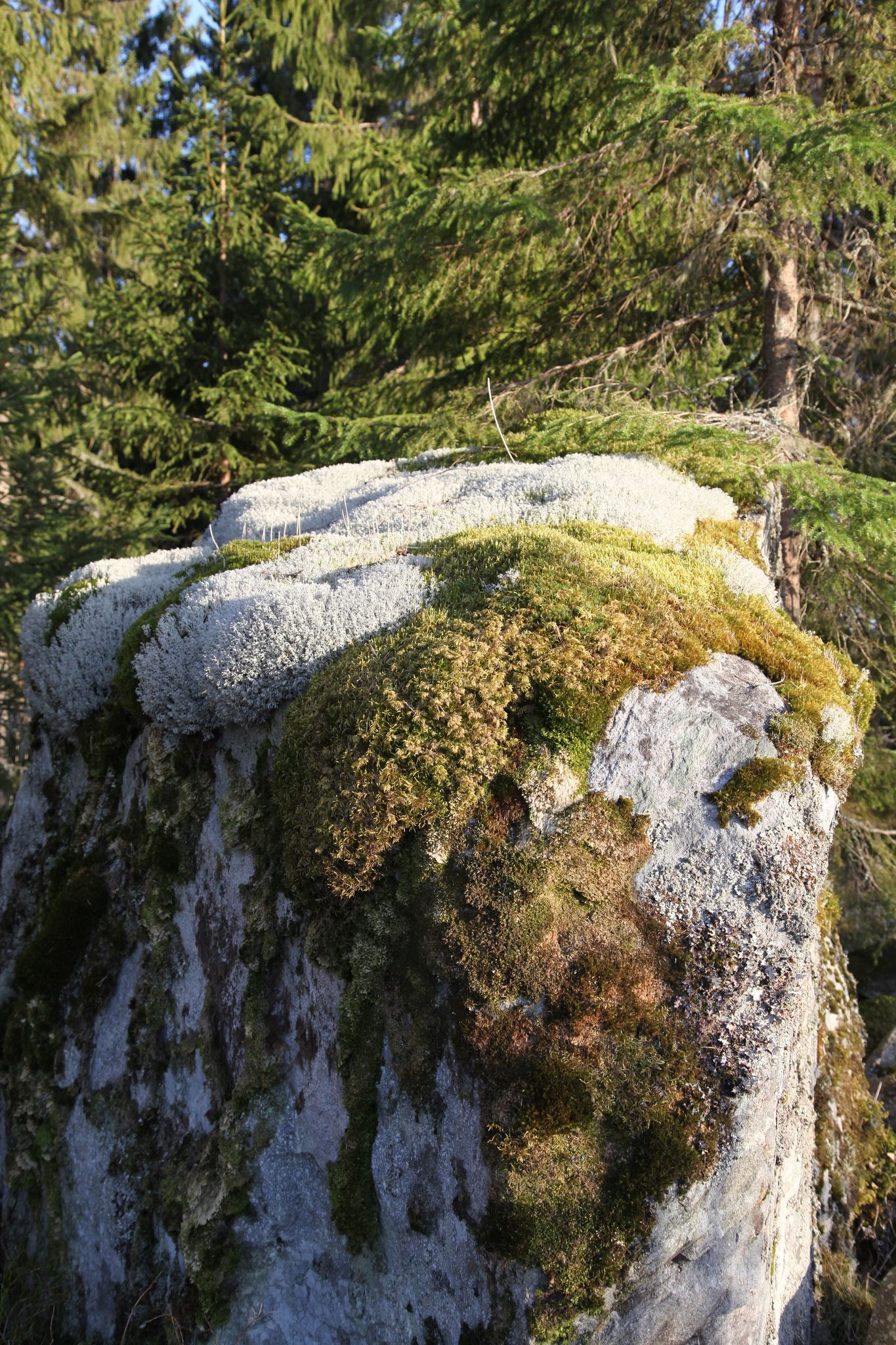 kivi-metsä-laajolampi